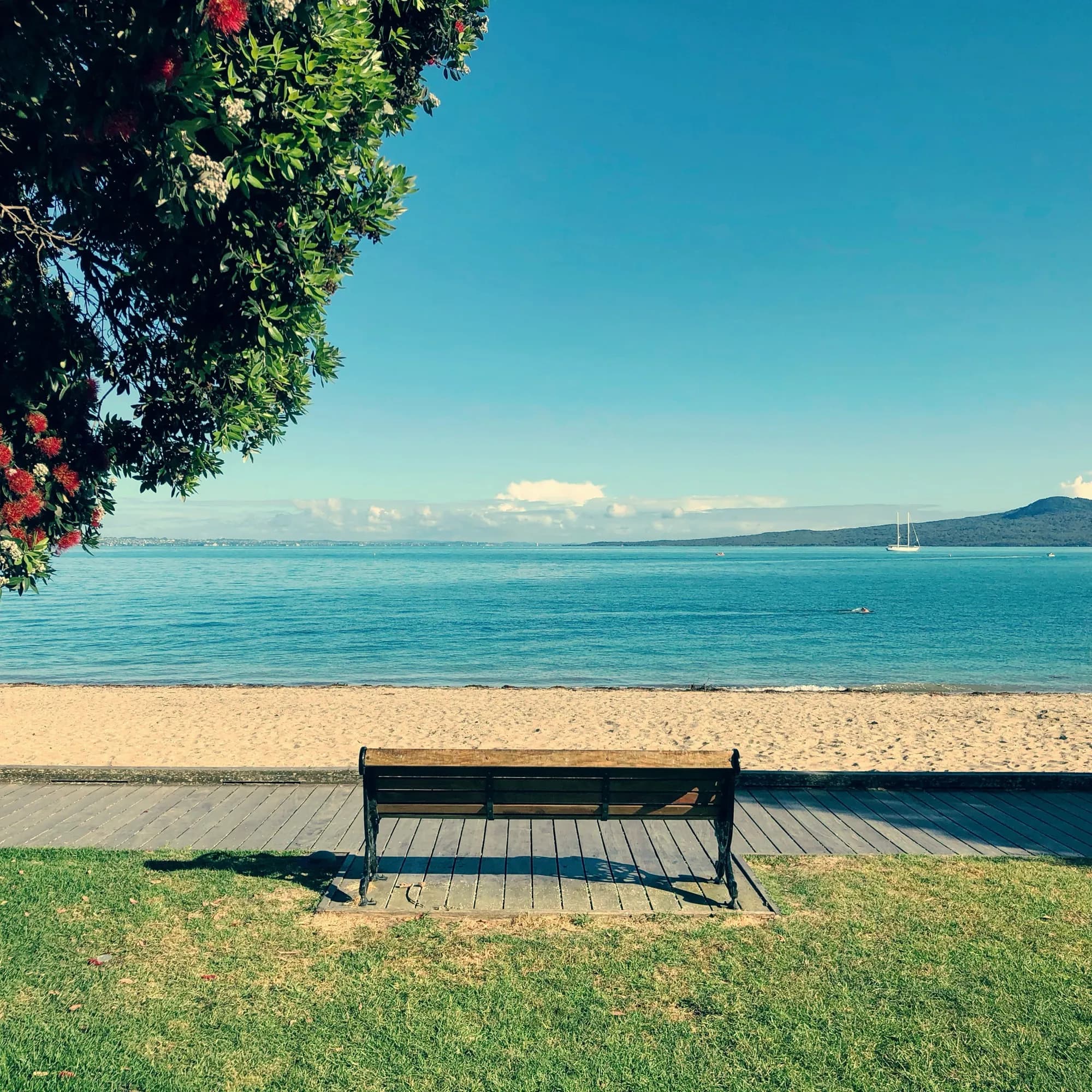 Bench under a pōhutukawa looking out to Rangitoto from St Heliers